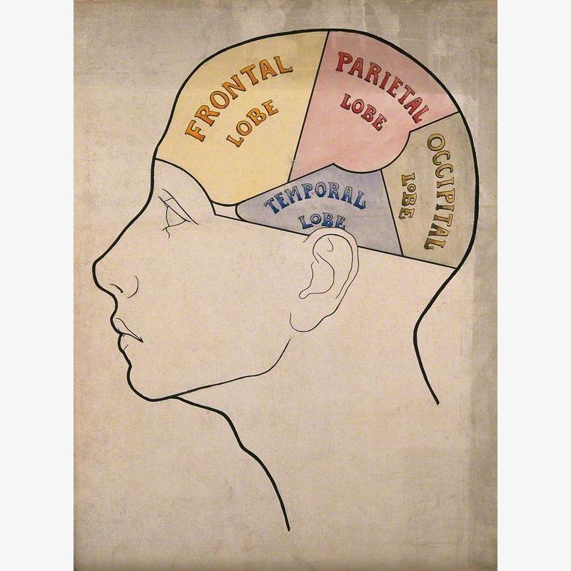Head Divided into Four Cerebral Lobes: Profile