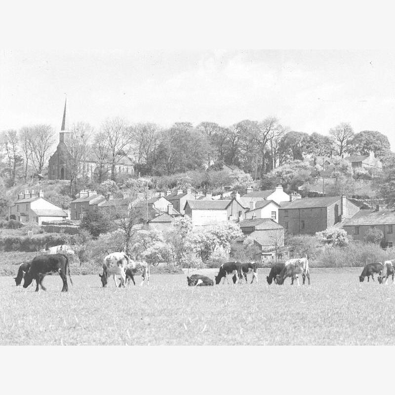 Cattle and Village