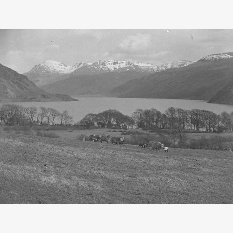 Sheep and Lambs, Ennerdale