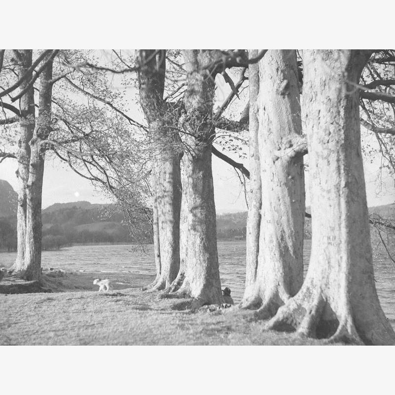 Trees next to Coniston Water