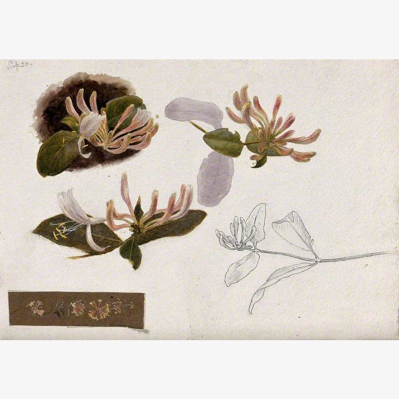 Honeysuckle (Lonicera Species): Flowers and Leaves