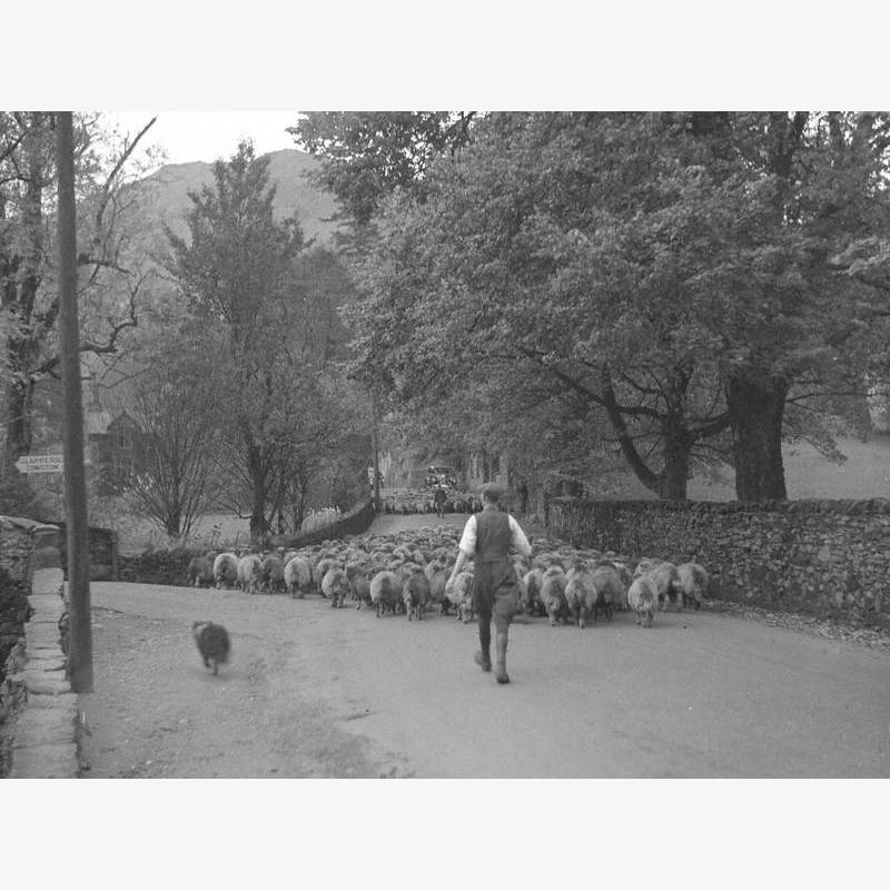 Farmer Driving Sheep