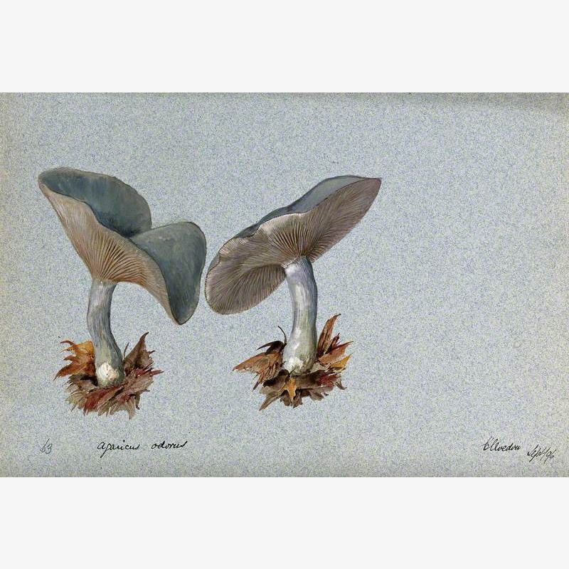 The Fragrant Agaric or Aniseed Toadstool (Clitocybe Odora): Two Fruiting Bodies