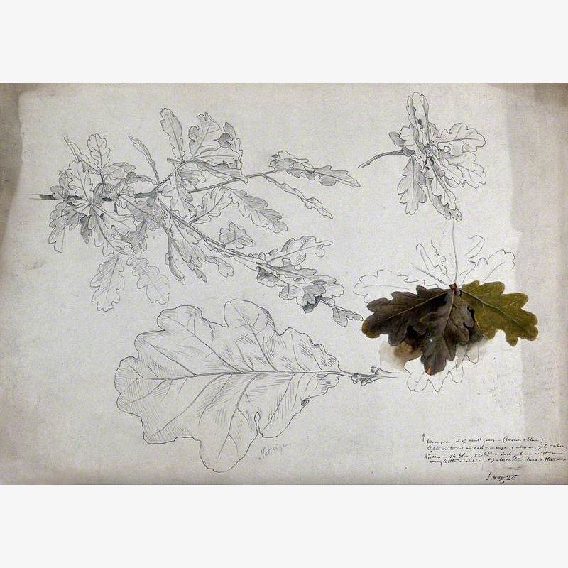 Oak (Quercus Species): Leaves and Twigs