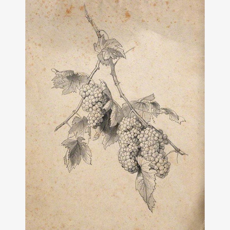 Grape Vine with Fruit and Leaves