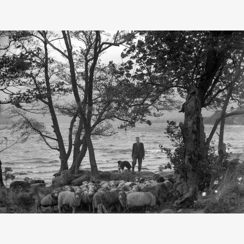 Sheep Gathering at Ullswater