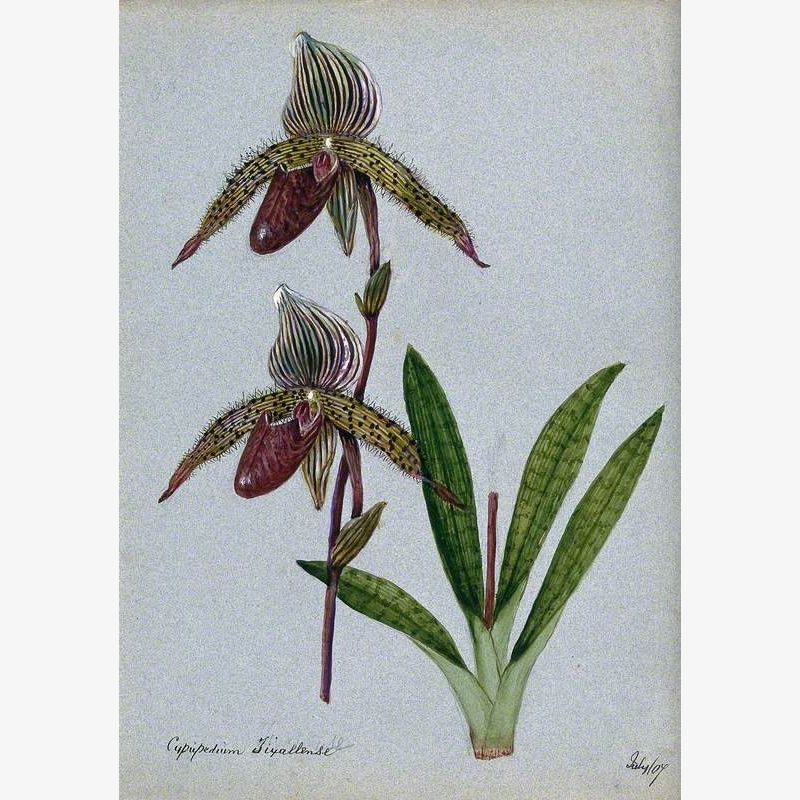 A Lady's Slipper Orchid (Cypripedium Tixallense): Flowering Stem
