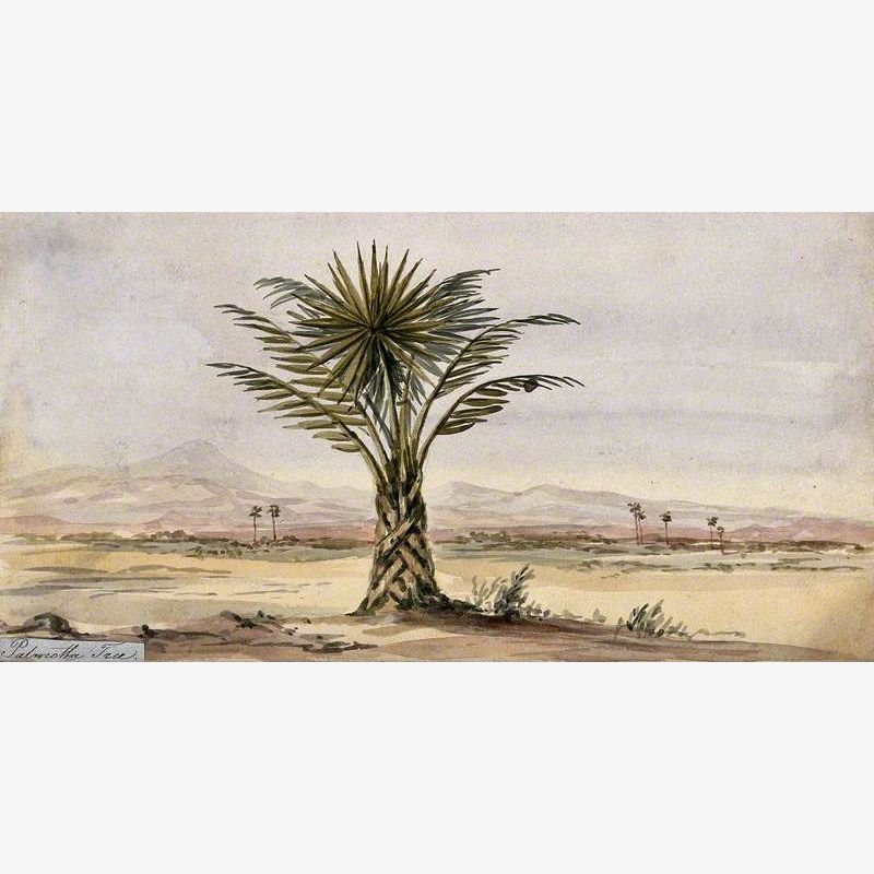 Palmetto Palm Tree (Sabal Palmetto) in Arid Landscape