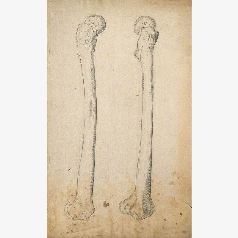 Right Femur (Thigh Bone), Right Side View: Two Figures