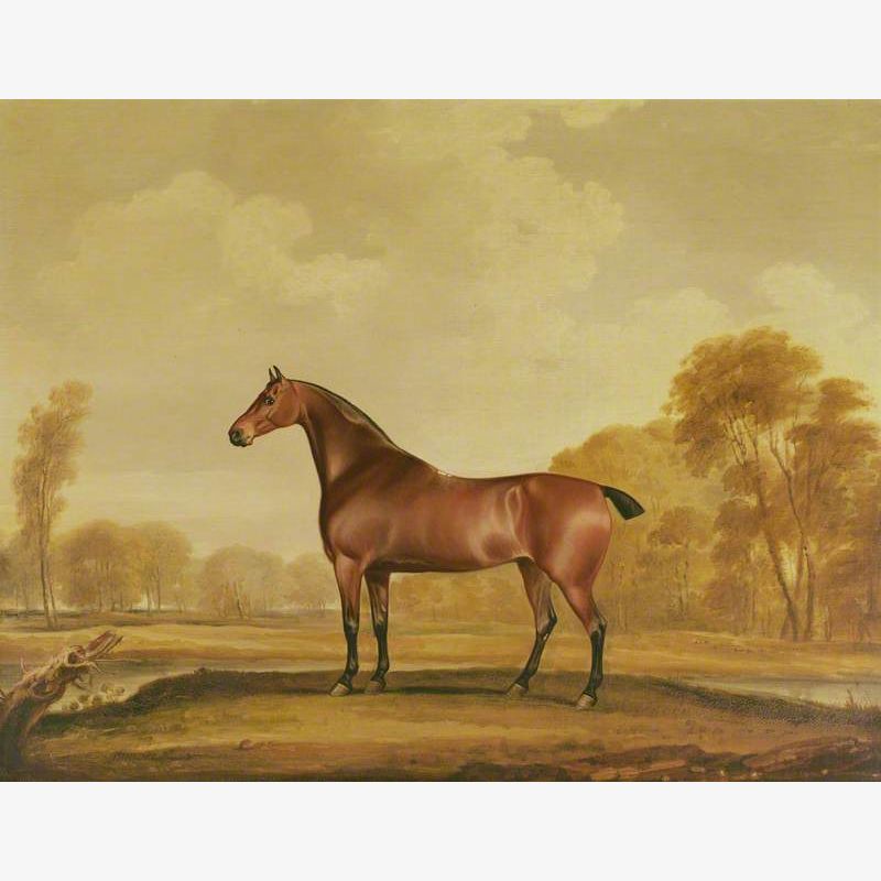 The Horse 'Zillah'