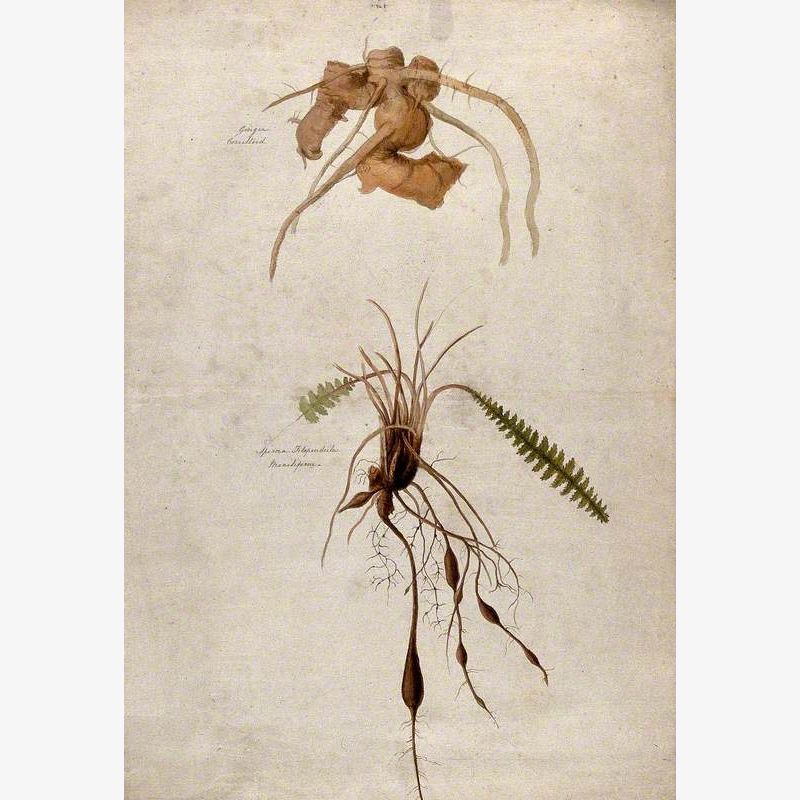 Roots of Ginger (Zingiber Officinale) and of Dropwort (Filipendula Vulgaris)