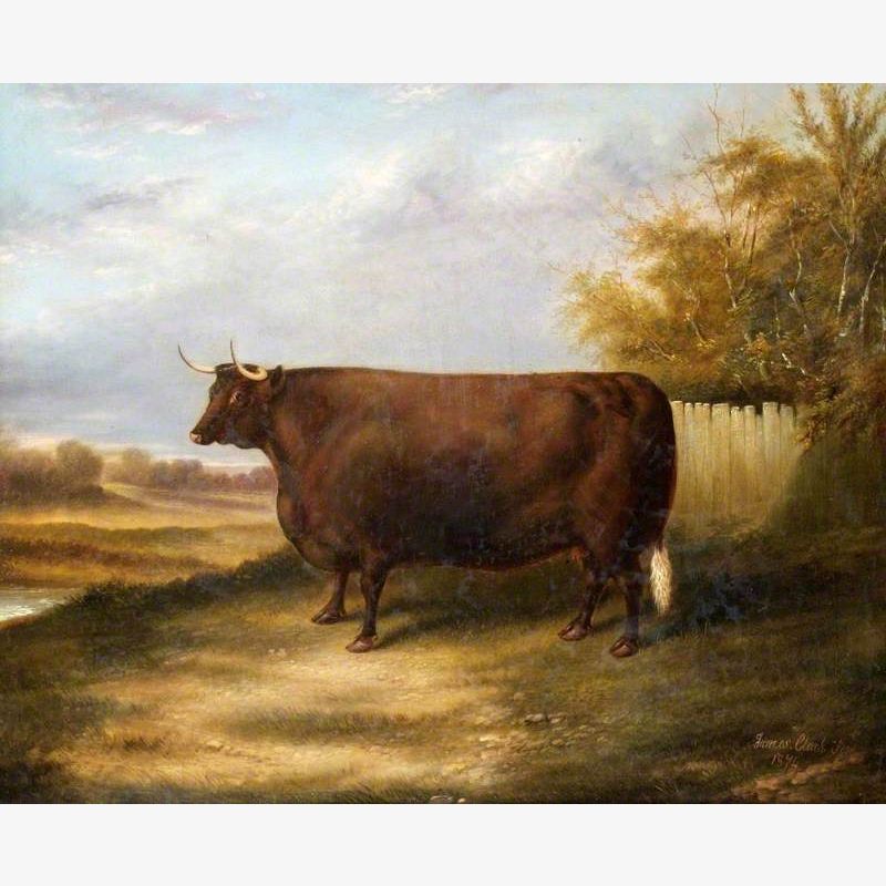 Sussex Cow 'Joan'