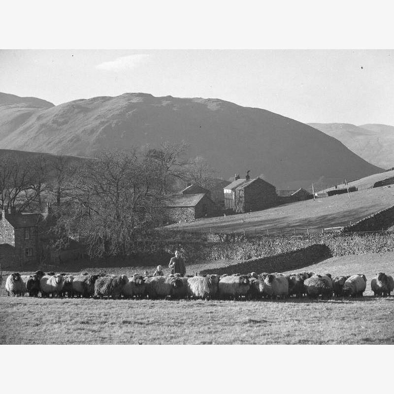 Sheep Farming in Martindale