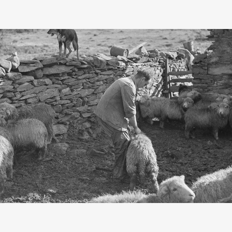 Farmer and Sheep