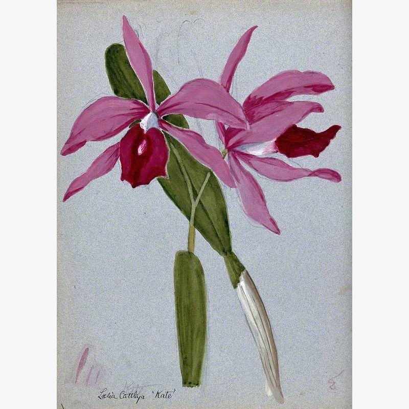 An Orchid Hybrid (Laelia x Cattleya, 'Kate'): Flowering Stem and Leaves
