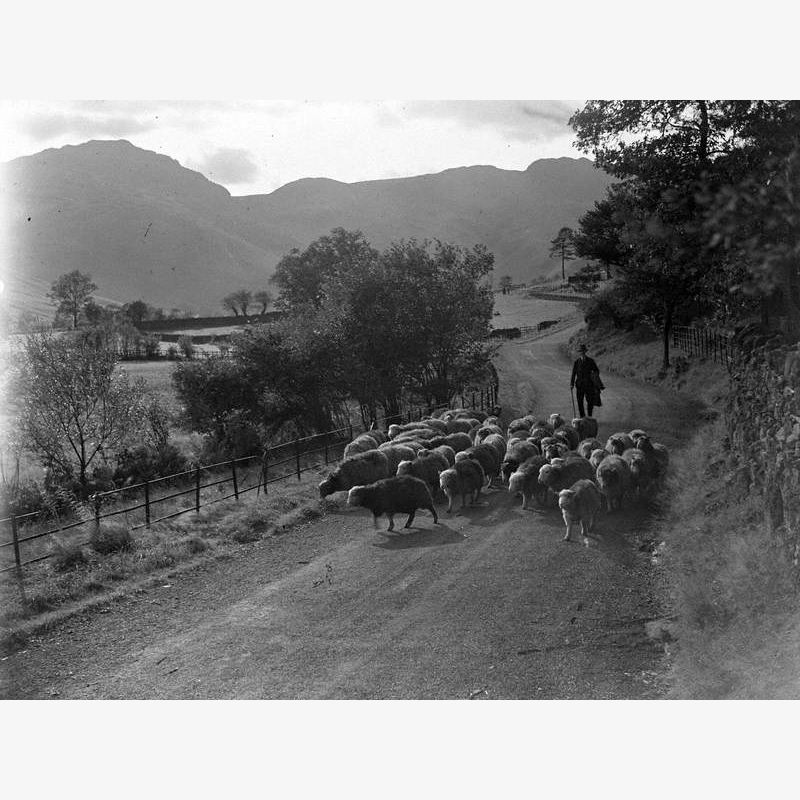 Driving Sheep, Langdale