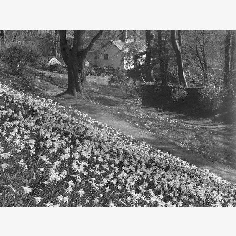 Daffodils at Rydal