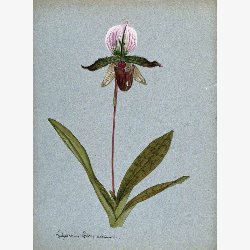 A Lady's Slipper Orchid (Cypripedium Eyermanianum): Flowering Stem
