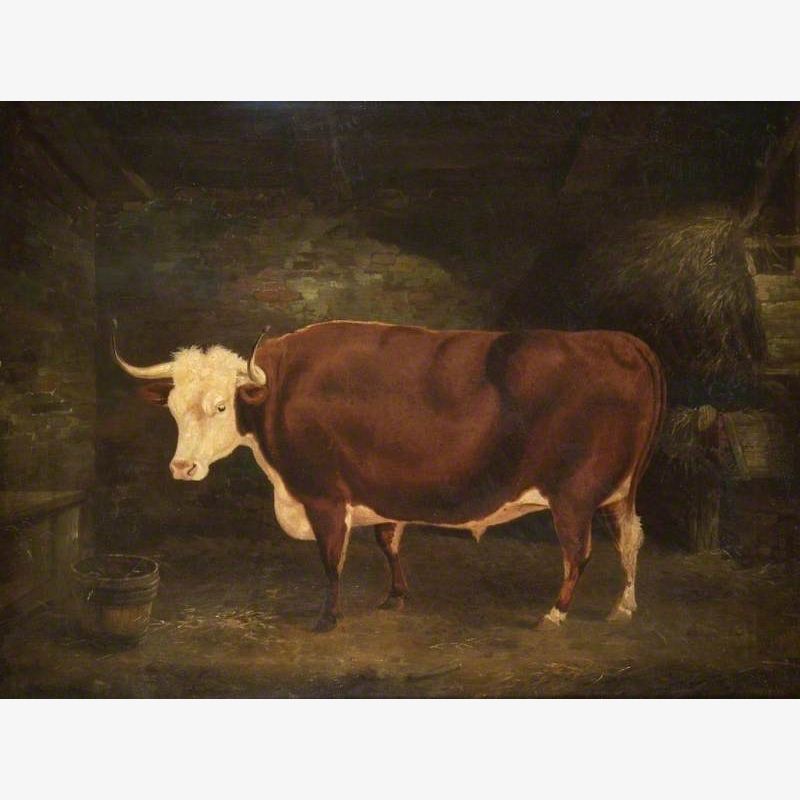 A Hereford Ox in a Stall