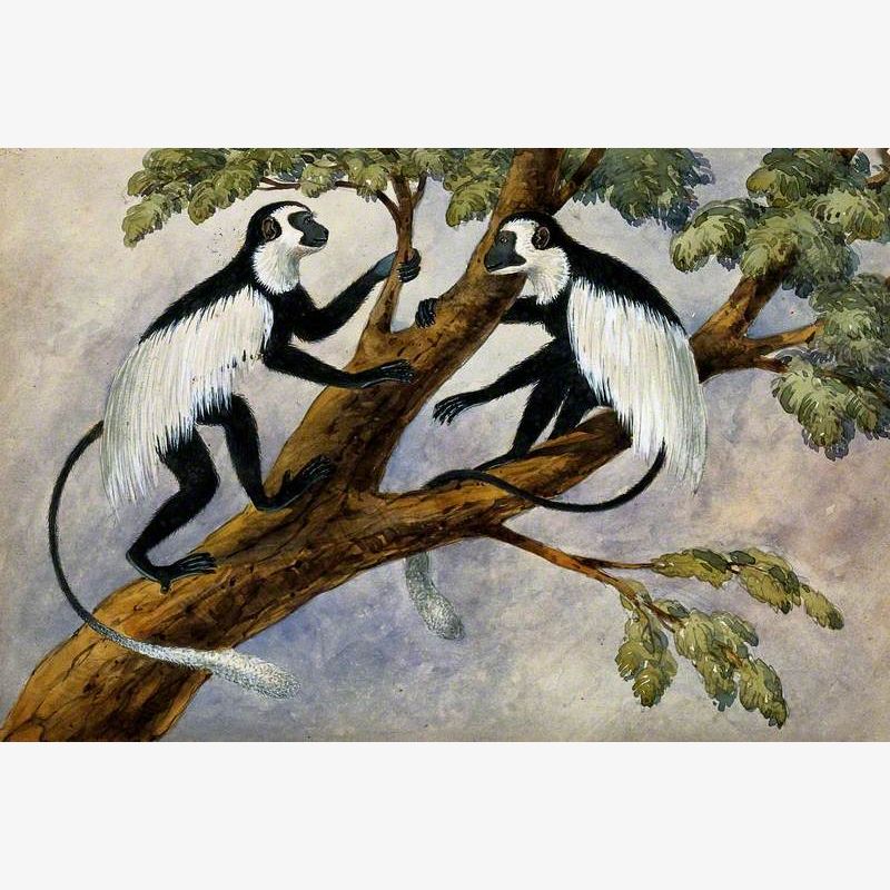 Two Monkeys on a Branch