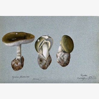 Death Cap Fungus (Amanita Phalloides): Three Fruiting Bodies