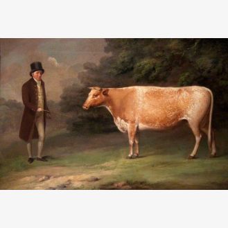A Shorthorn Cow with a Figure