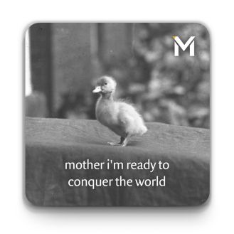 ‘The Duck Pic Day Duckling’ coaster