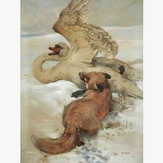 Fox Attacking Wounded Swan