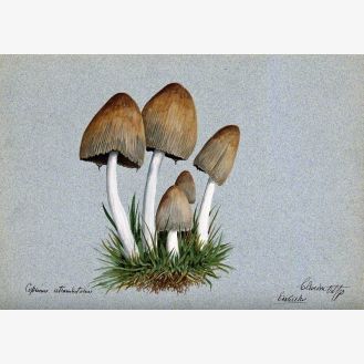 A Fungus (Coprinus Atramentarius): Five Fruiting Bodies in Grass