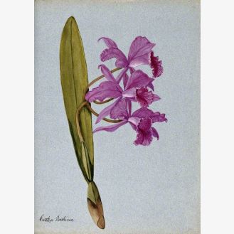 An Orchid (Cattleya Boothiana): Flowering Stem