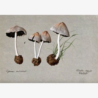 A Fungus (Coprinus Micaceus): Four Fruiting Bodies