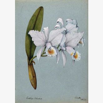 An Orchid (Cattleya Schoderae): Flowering Stem
